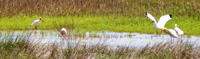 White Ibis (Eudocimus albus)